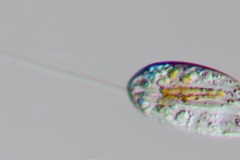 Anisonema acinus