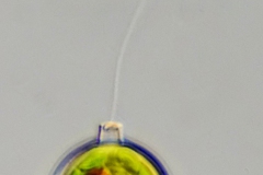 Trachelomonas cf. manginii