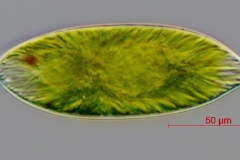 Euglena sp.