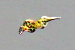 Heteronema sp.