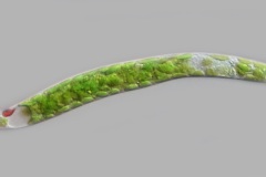 Lepocinclis sp.