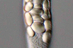 Astasia kathemerios