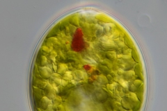 Lepocinclis texta (1)