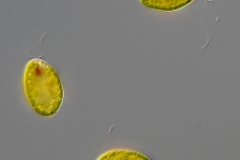 Lepocinclis texta (2)