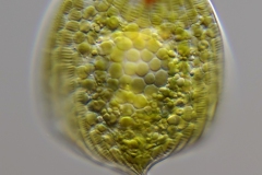 Phacus cf. pleuronectes -70 µm