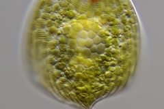 Phacus cf. pleuronectes