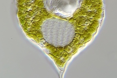 Phacus longicauda var. tortus