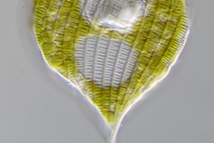 Phacus longicauda var. tortus