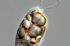 Rhabdomonas sp.