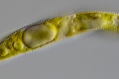 Euglena spirogyra