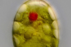 Phacus sp.
