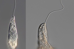 Peranema trichophorum