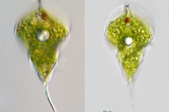 Phacus helikoides