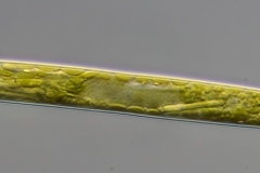 Euglena acus