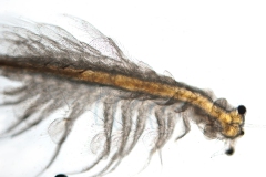 Arthemia salina