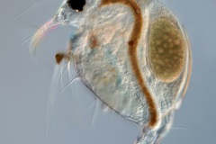 Bosmina longirostris