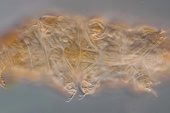 Milnesium sp.