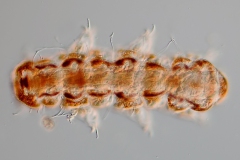 Ramazzottius oberhaeuseri