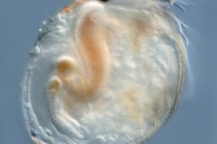 Alona sp.