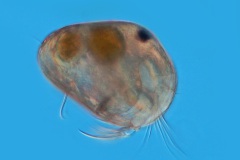 Ostracoda