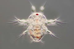 Naupliuslarve