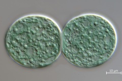 Cyanothece major