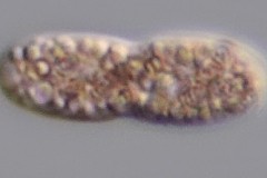 Achromatium oxaliferum