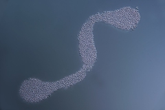 Microcystis aeruginosa oder Lamprocystis roseopersicina