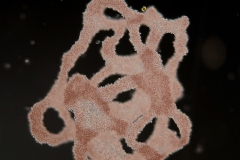 Lamprocystis roseopersicina