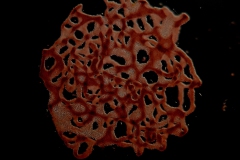 Lamprocystis roseopersicina
