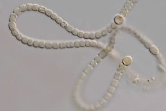 Nostoc sp.