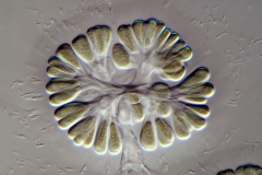 Gomphosphaeria aponina