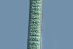 Oscillatoria sp.