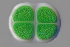 Chroococcus turgidus