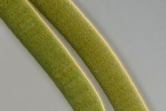 Oscillatoria sp.