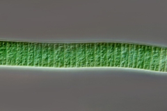 Oscillatoria sp.