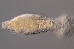 Setopus tongiorgii