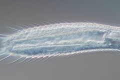 PPM-Lepidochaetus-zelinkai-01-236x45-µm-LD