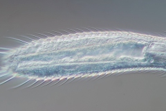 Lepidochaetus zelinkai