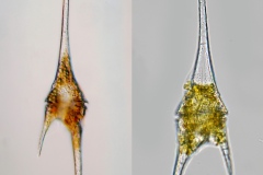 Ceratium furcoides