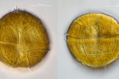 Dinoflagellat