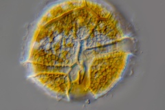 Peridinium willei