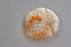 Amphidinium sp. ?