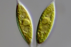 Characiopsis acuta - 25x9 µm