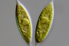 Characiopsis acuta