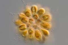 Synura petersenii