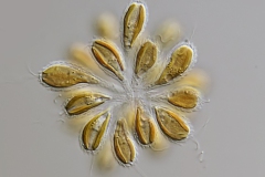 Synura petersenii