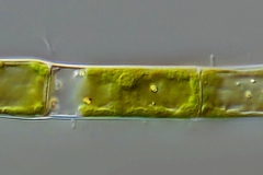 Klebsormidium sp.