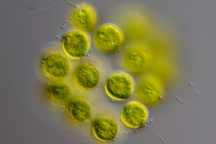 Pandorina sp.