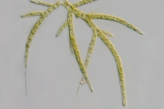 Chaetophora sp.